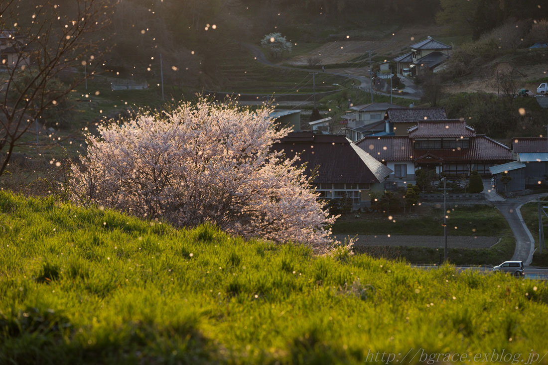 桜の旅_b0191074_22434732.jpg