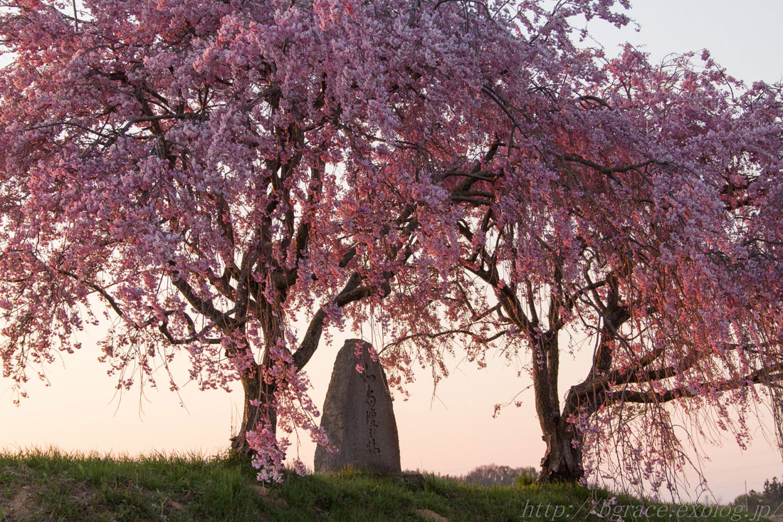 桜の旅_b0191074_22453825.jpg