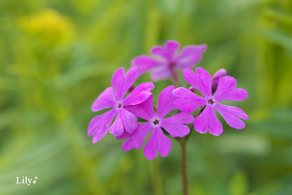 ちいさな花の溢れる愛 ＊ サクラソウ_e0166574_21162595.jpg