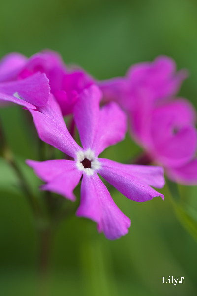 ちいさな花の溢れる愛 ＊ サクラソウ_e0166574_21181740.jpg