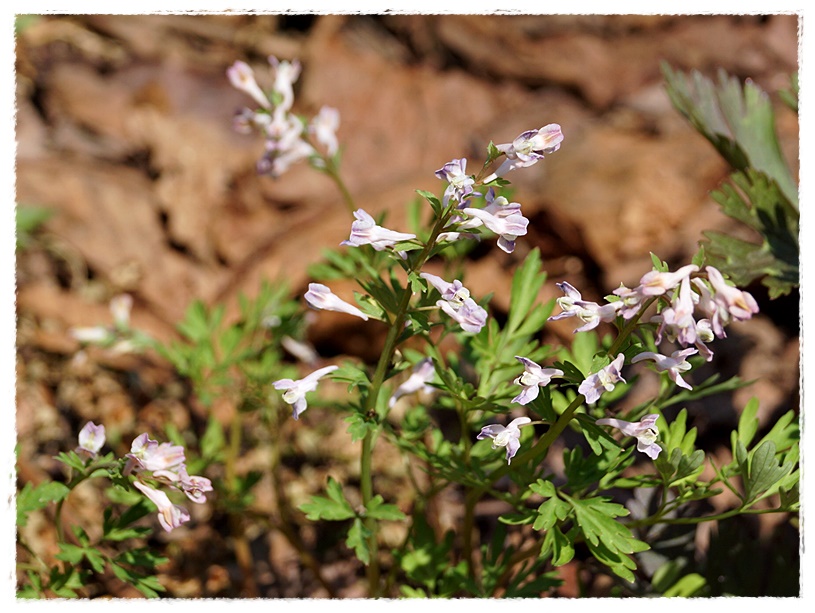 　◇　春の花　②　　　　　　　　　　　　　　　　　　2014.04.25_a0126676_1046463.jpg