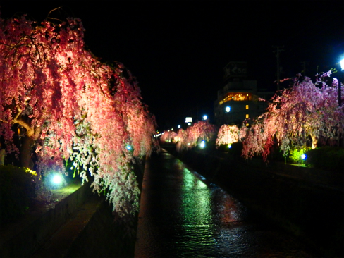 天童温泉　倉津川しだれ桜ライトアップ_d0081481_23573182.jpg