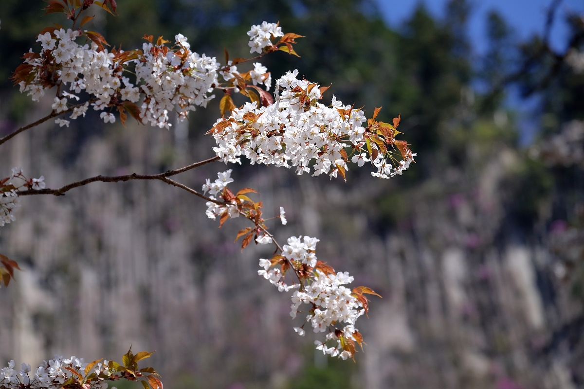 屏風岩公苑の桜_e0244181_23113674.jpg