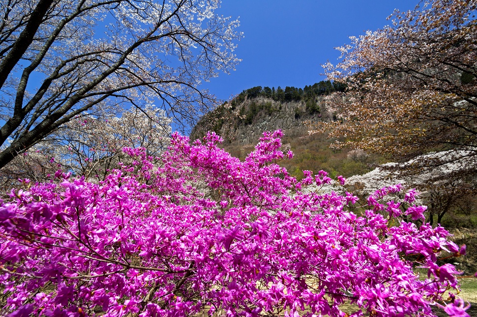 屏風岩公苑の桜_e0244181_231922100.jpg