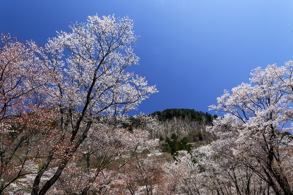 屏風岩公苑の桜_e0244181_23232291.jpg