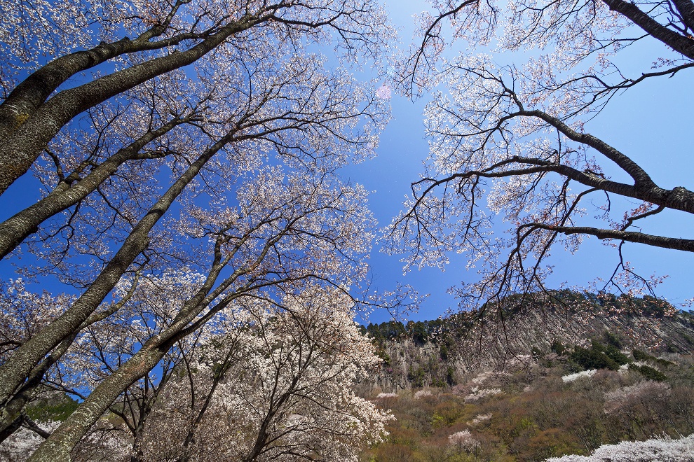 屏風岩公苑の桜_e0244181_23355644.jpg