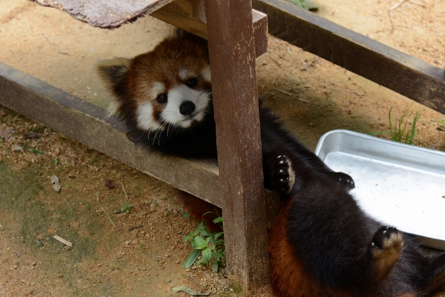 ２０１４年４月　ほぼ毎月とくしま動物園　その２_a0052986_7321483.jpg