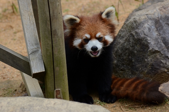 ２０１４年４月　ほぼ毎月とくしま動物園　その２_a0052986_7333172.jpg