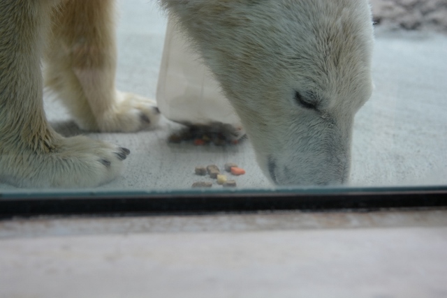 ２０１４年４月　ほぼ毎月とくしま動物園　その２_a0052986_7393633.jpg