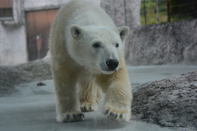 ２０１４年４月　ほぼ毎月とくしま動物園　その２_a0052986_739522.jpg