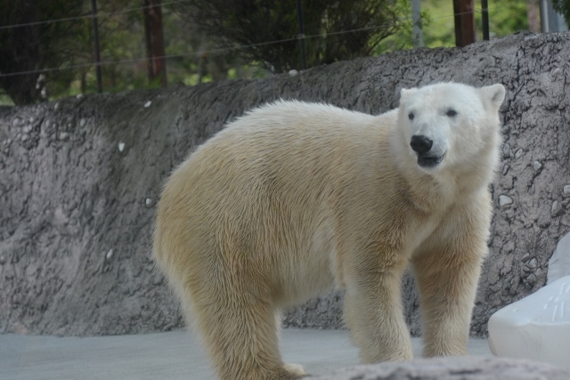 ２０１４年４月　ほぼ毎月とくしま動物園　その２_a0052986_7452994.jpg