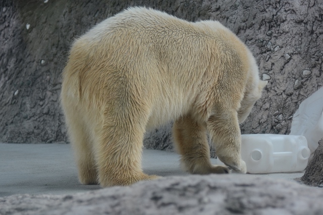 ２０１４年４月　ほぼ毎月とくしま動物園　その２_a0052986_7455152.jpg