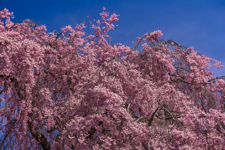 京北の桜を求めて ~後編~_e0051888_14323054.jpg