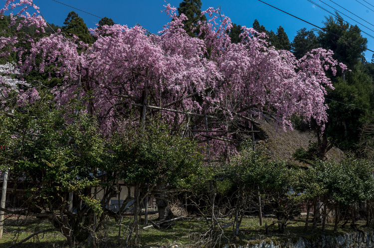 京北の桜を求めて ~後編~_e0051888_14332933.jpg