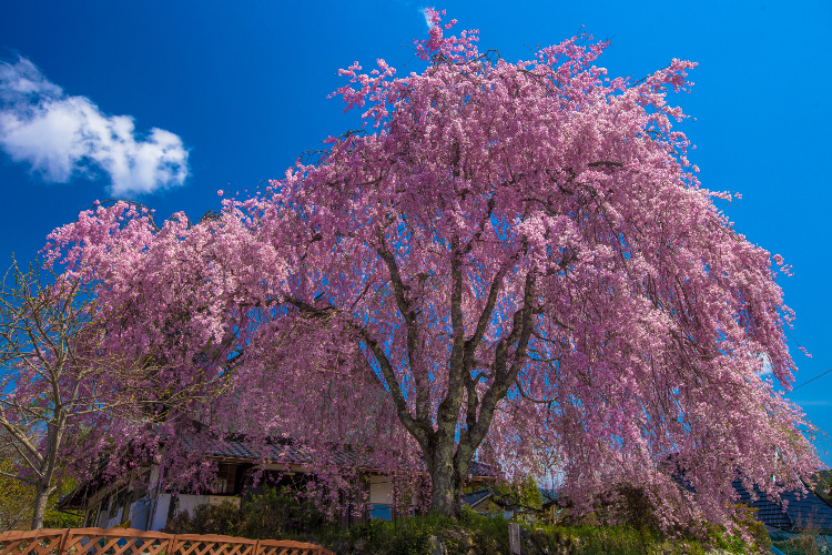 京北の桜を求めて ~後編~_e0051888_14334639.jpg