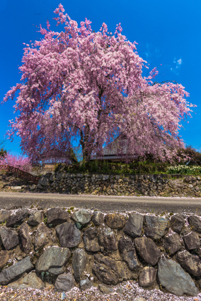 京北の桜を求めて ~後編~_e0051888_14335220.jpg