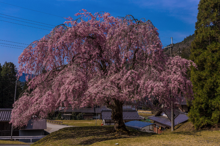 京北の桜を求めて ~後編~_e0051888_1433951.jpg