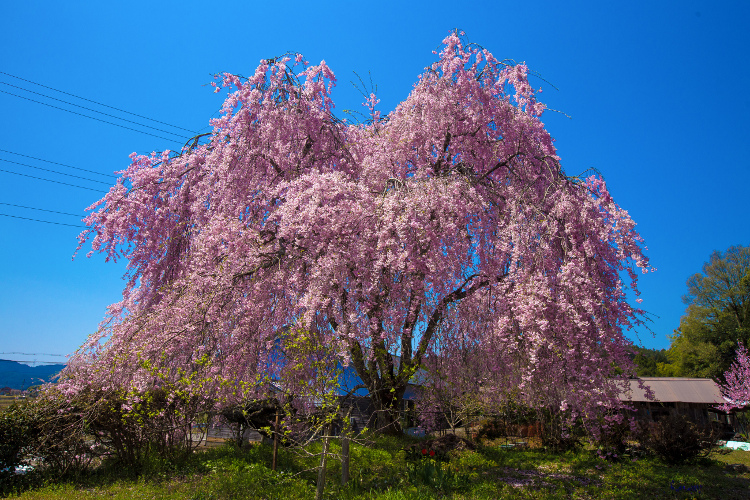 京北の桜を求めて ~後編~_e0051888_143401.jpg