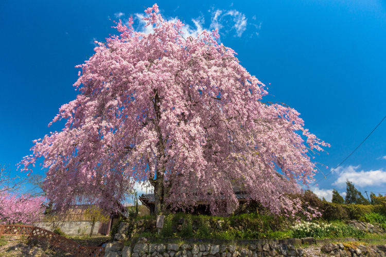 京北の桜を求めて ~後編~_e0051888_14342990.jpg