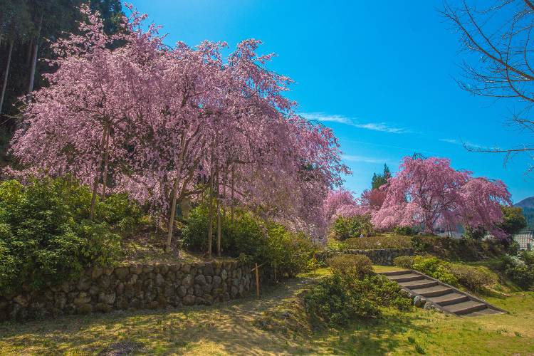 京北の桜を求めて ~後編~_e0051888_14354071.jpg