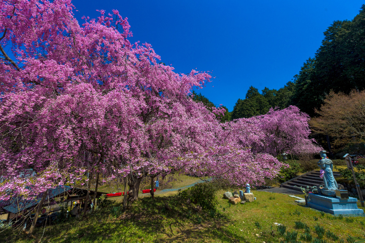 京北の桜を求めて ~後編~_e0051888_14355523.jpg