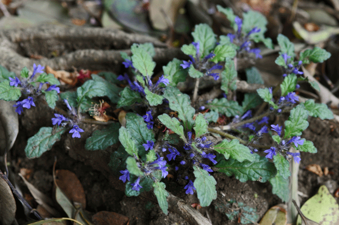 野の花　＜金襴草　他＞_e0248688_8241624.gif