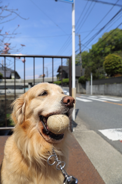 新緑の池の公園_b0275998_12104169.jpg