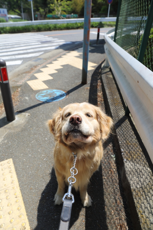 新緑の池の公園_b0275998_12215117.jpg