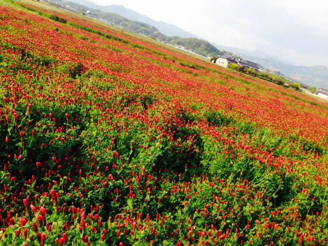 庄の花マツリ　メイン会場★_f0334998_21000275.jpg