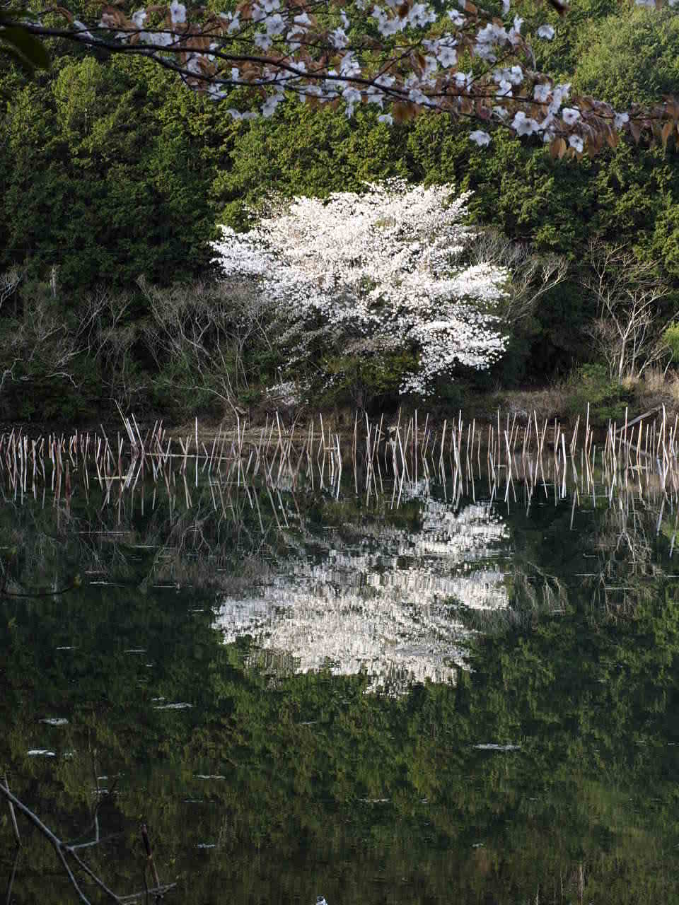 矢口の桜_d0020300_20401728.jpg