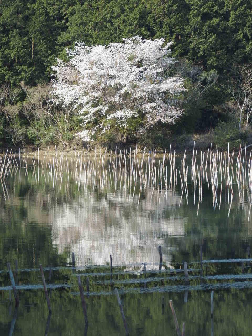 矢口の桜_d0020300_20405055.jpg