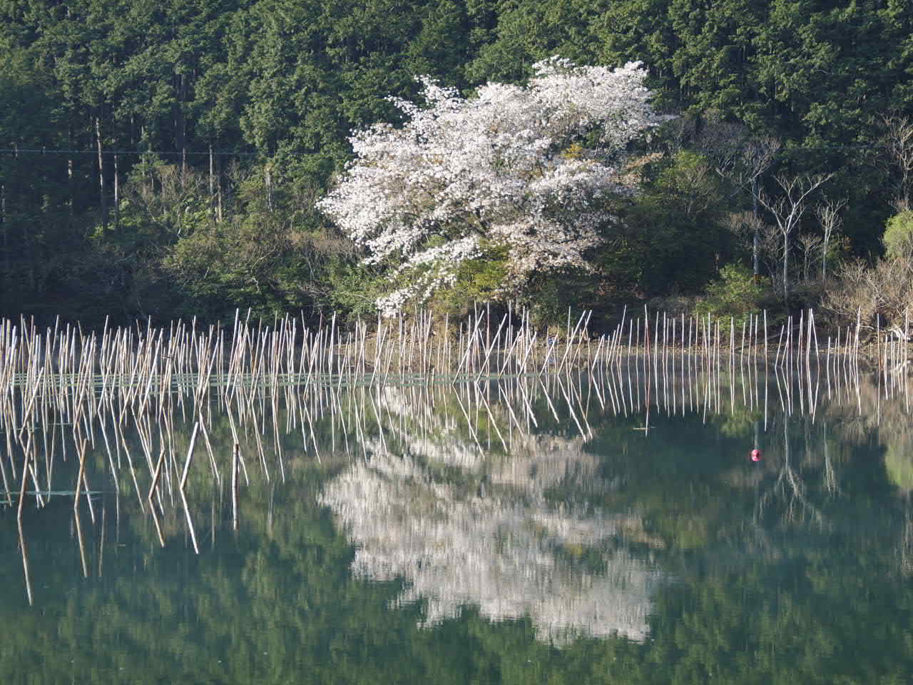 矢口の桜_d0020300_2041083.jpg