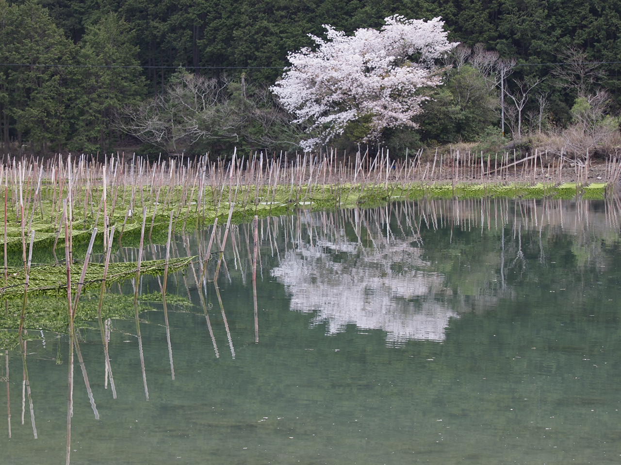 矢口の桜_d0020300_20411130.jpg