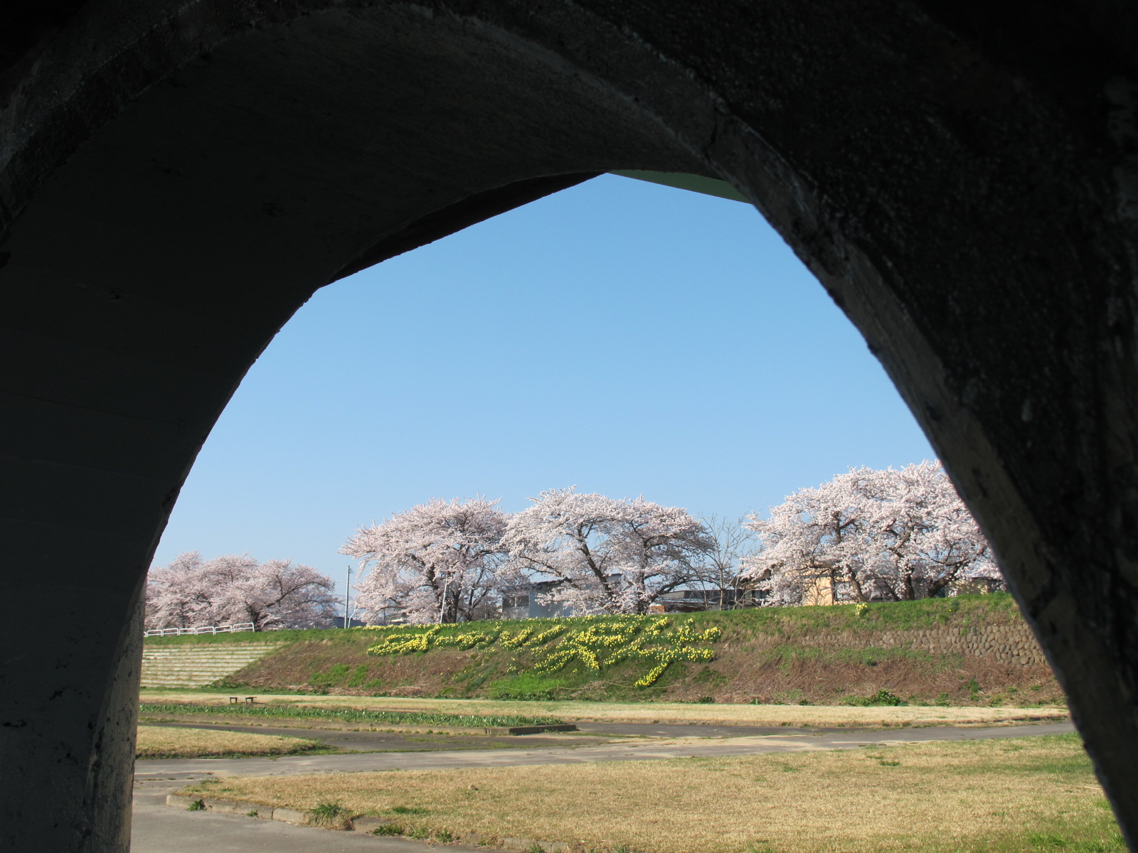 青空の下、最上川河畔の光彩陸離たる桜・・・１５_c0075701_5262049.jpg