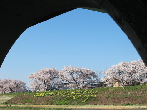 青空の下、最上川河畔の光彩陸離たる桜・・・１５_c0075701_526684.jpg