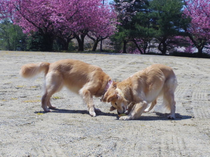 大乗寺霊園の八重桜_d0243802_1163217.jpg