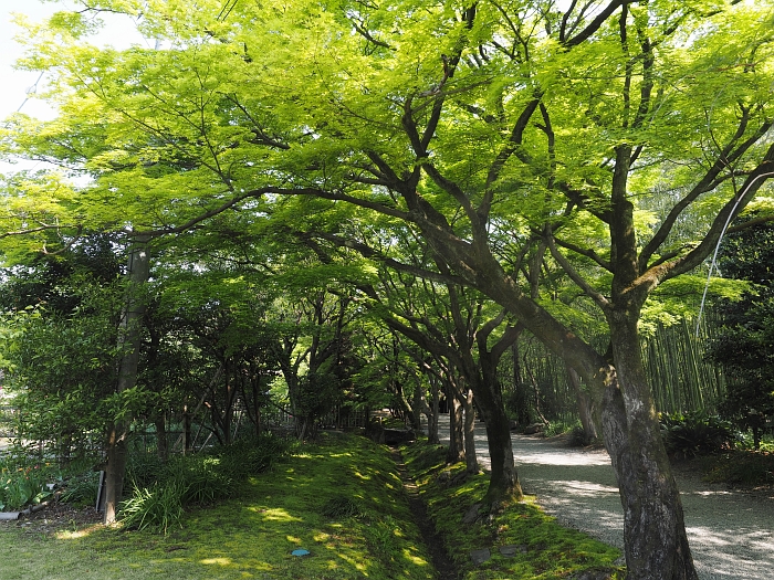 お茶屋屋敷跡ぼたん園　2014_e0075403_18253168.jpg