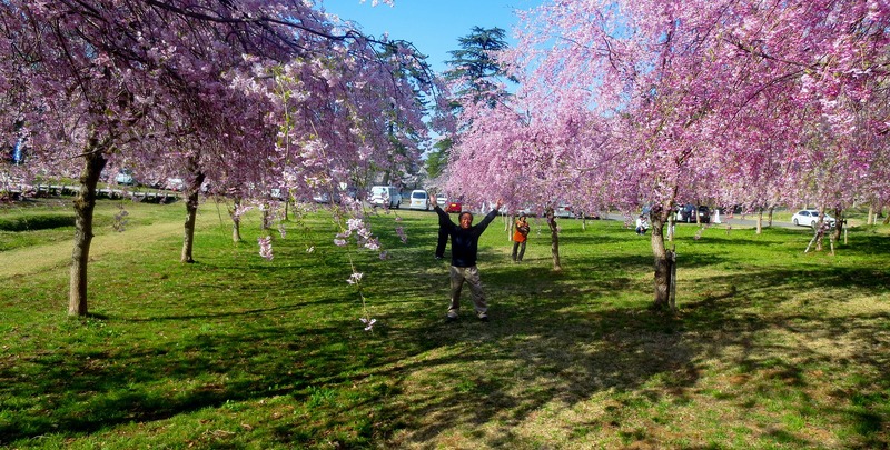 悠久山公園しだれ桜満開_b0163804_13454854.jpg