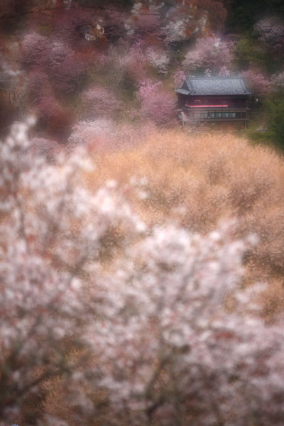 吉野・・・・山桜繚乱_d0113707_7485894.jpg