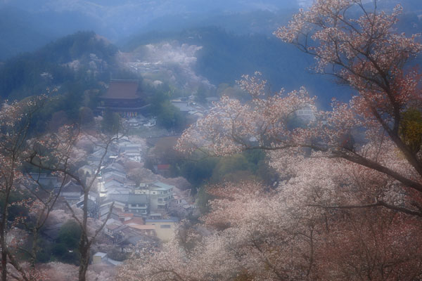 吉野・・・・山桜繚乱_d0113707_7541471.jpg