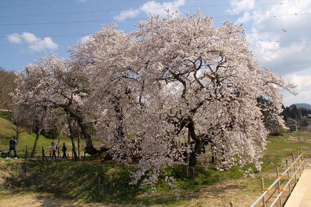 福島の　桜_b0061108_11464521.jpg