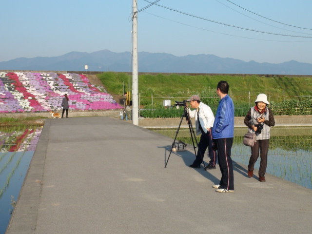 西条市禎瑞高丸の芝桜と逆さ石鎚山2014年その２_f0231709_11215693.jpg