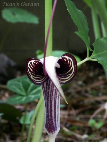 Arisaema kiushianum_b0099813_019432.jpg