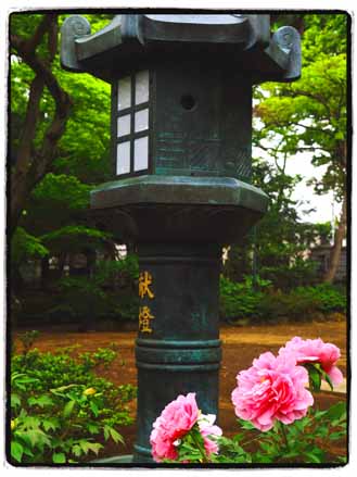 豪徳寺の晩春　’４月２２日）_a0023315_1558116.jpg