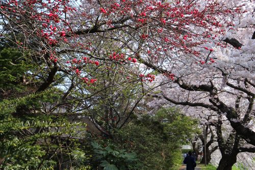 市内の桜も満開（2014.04.26 SAT.）_b0226219_16135515.jpg