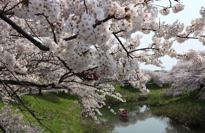 市内の桜も満開（2014.04.26 SAT.）_b0226219_1615974.jpg