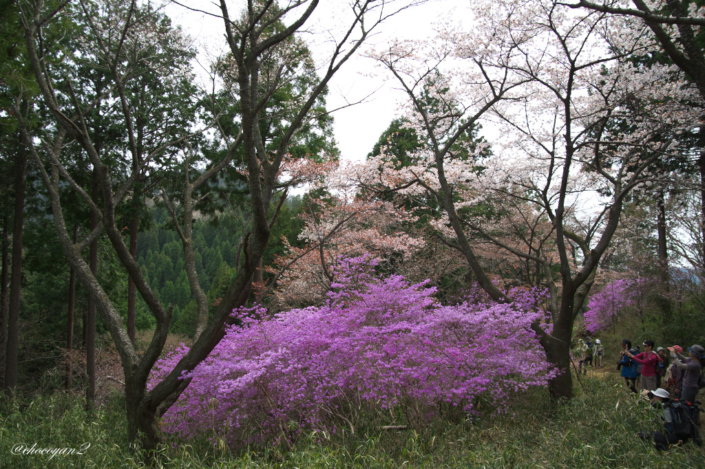 春の高尾山登山②♪　2014年4月13日(日)_d0161322_09471941.jpg