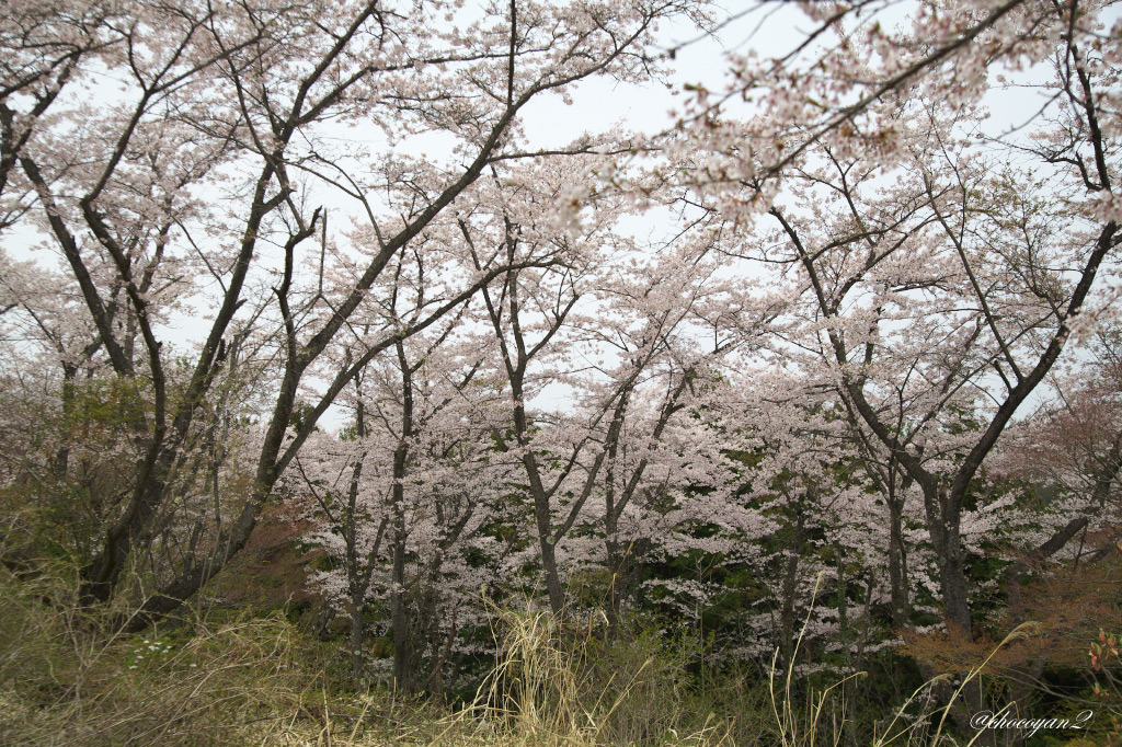 春の高尾山登山②♪　2014年4月13日(日)_d0161322_09472973.jpg