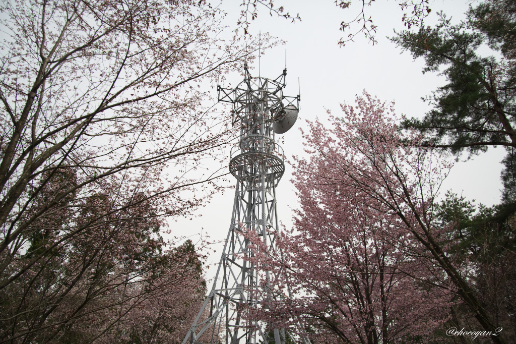 春の高尾山登山②♪　2014年4月13日(日)_d0161322_09473605.jpg