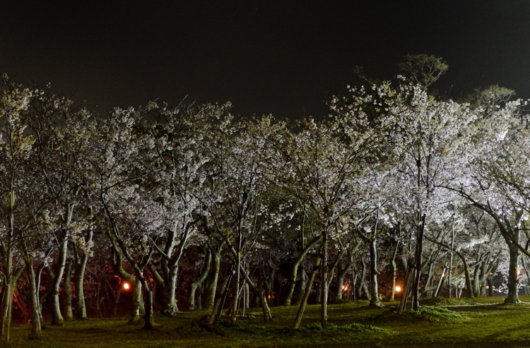 公園の夜桜_a0206528_12143729.jpg